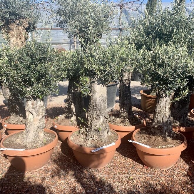 Olijfboom (Olea europaea) 50/70 cm stamomtrek  - decoschaal