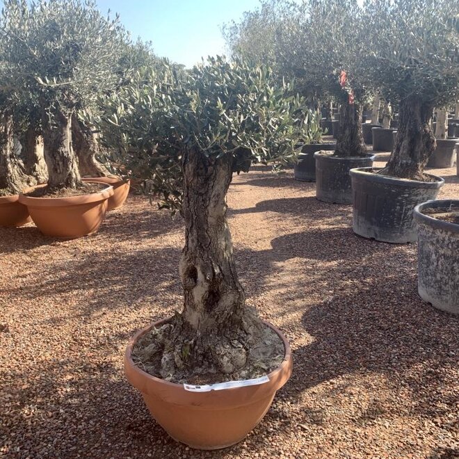 Olijfboom (Olea europaea) 50/70 cm stamomtrek  - decoschaal