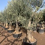 Olijfboom (Olea europaea) 60/80 cm stamomtrek  - oldskin