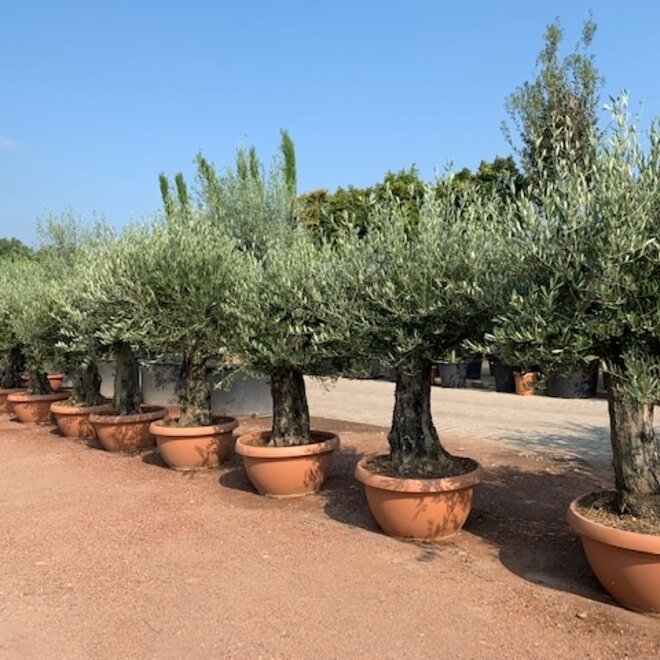 Olijfboom (Olea europaea) 60/80 cm stamomtrek  - decoschaal