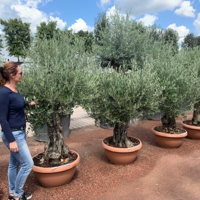 Olijfboom (Olea europaea) 60/80 cm stamomtrek  - decoschaal