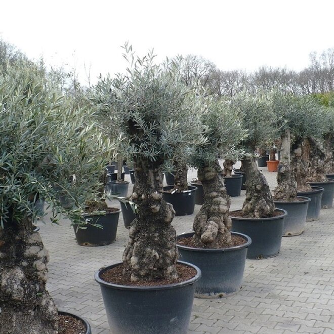 Olijfboom (Olea europaea) 60/80 cm stamomtrek  - mini bonsai