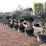 Olijfboom (Olea europaea) 80/100 cm stamomtrek  - mini bonsai
