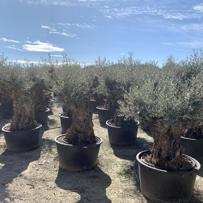 Olijfboom (Olea europaea) 100/120 cm stamomtrek  - mini bonsai