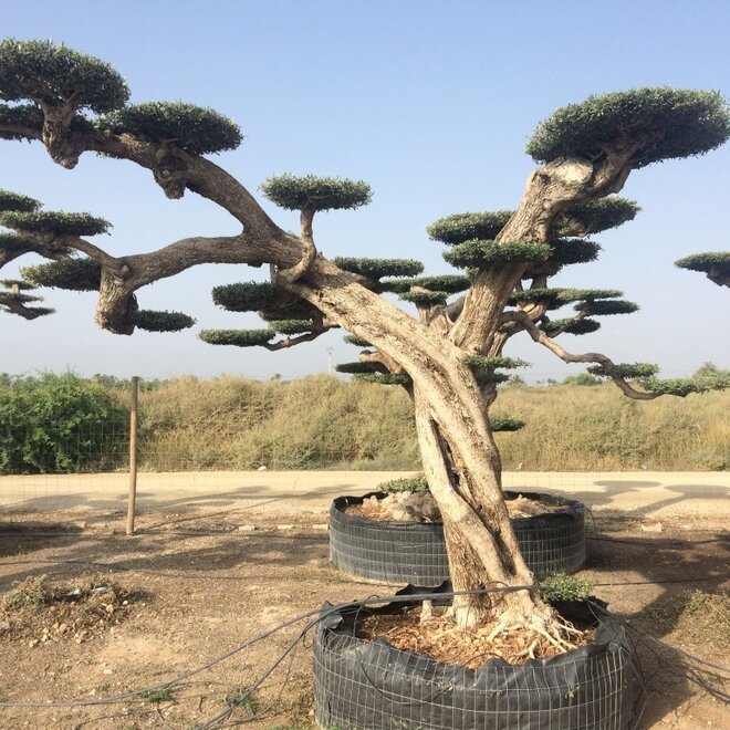 Olijfboom macro bonsai