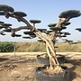 Olijfboom (Olea europaea) macro bonsai