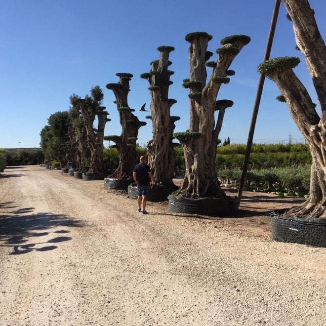 Olijfboom (Olea europaea) mega bonsai 5-8 meter