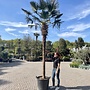 Trachycarpus wagnerianus (Wagnerpalm) - 240 cm - Gestripte stam