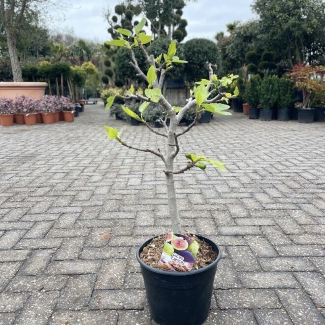 Vijgenboom struik 60 á 80 cm (Ficus carica)