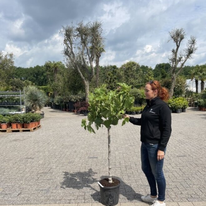 Vijgenboom (Ficus carica) 8/10 cm stamomtrek