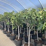 Vijgenboom (Ficus carica) 16/18 cm stamomtrek