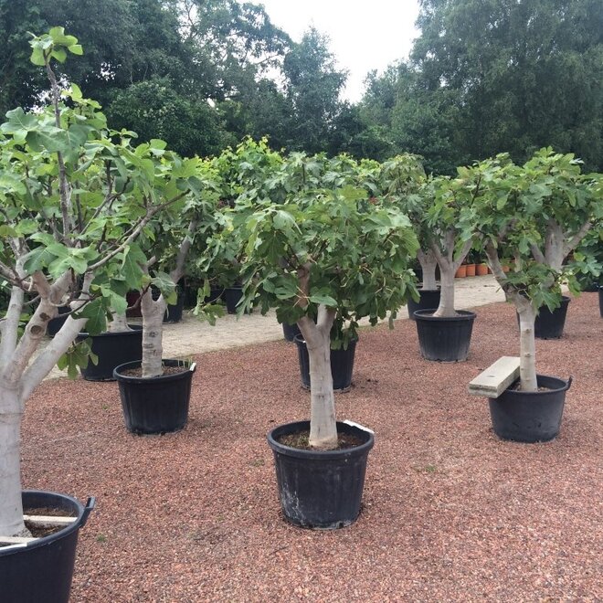 Vijgenboom (Ficus carica) 30/40 cm stamomtrek