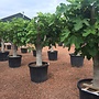 Vijgenboom (Ficus carica) 40/50 cm stamomtrek