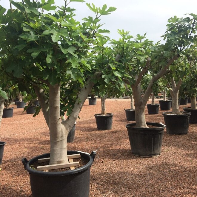 Vijgenboom (Ficus carica) 50/60 cm stamomtrek