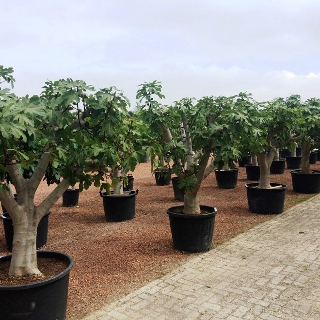 Vijgenboom (Ficus carica) 60/70 cm stamomtrek