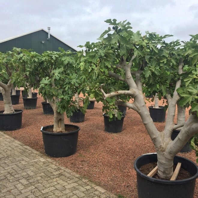 Vijgenboom (Ficus carica) 60/70 cm stamomtrek