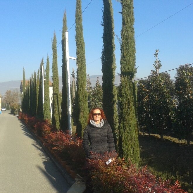 Cupressus sempervirens Pyramidalis 450/475 cm