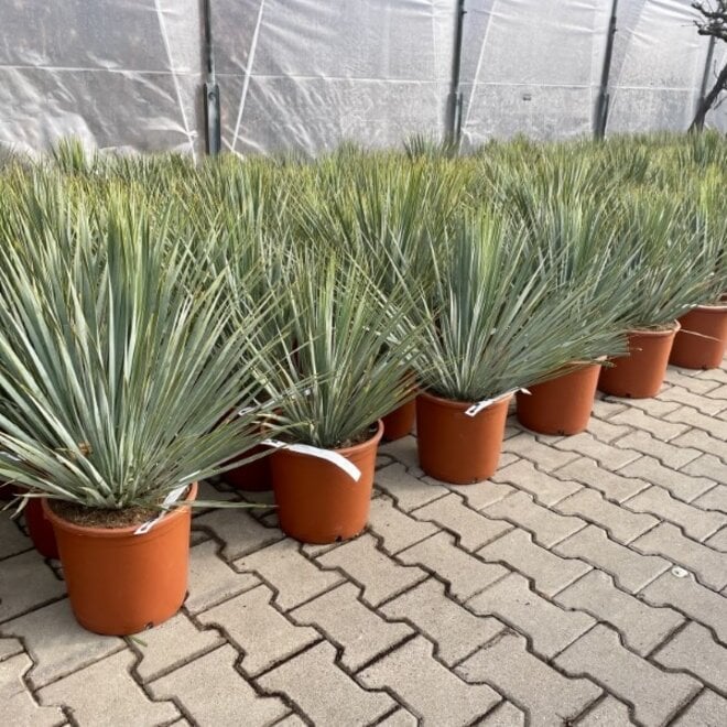 Yucca rostrata 30/40 cm