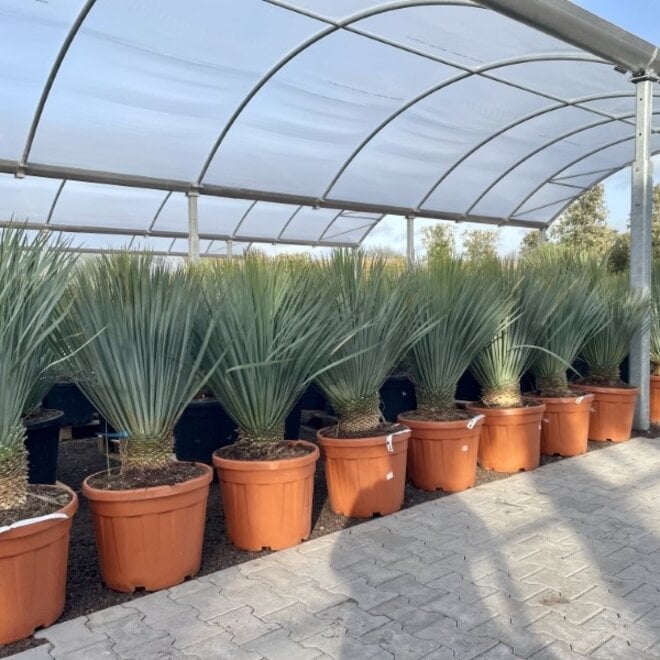 Yucca rostrata 10/20 cm stamhoogte