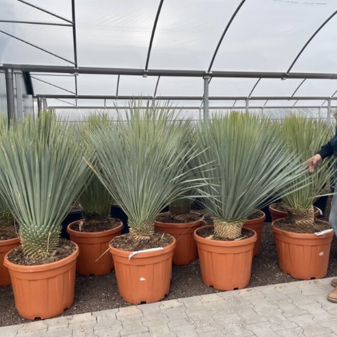 Yucca rostrata 10/20 cm stamhoogte