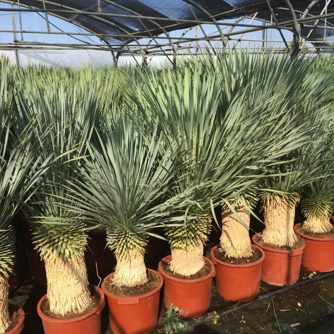 Yucca rostrata 30/40 cm stamhoogte