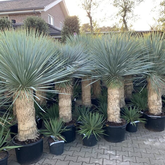 Yucca rostrata 80/100 cm stamhoogte