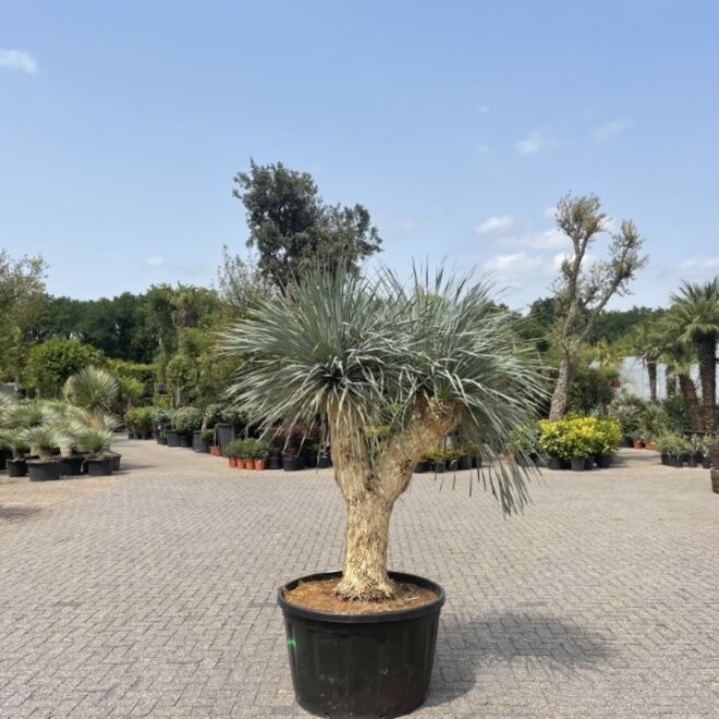 Yucca rostrata exclusief Multihead 240