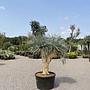 Yucca rostrata exclusief Multihead