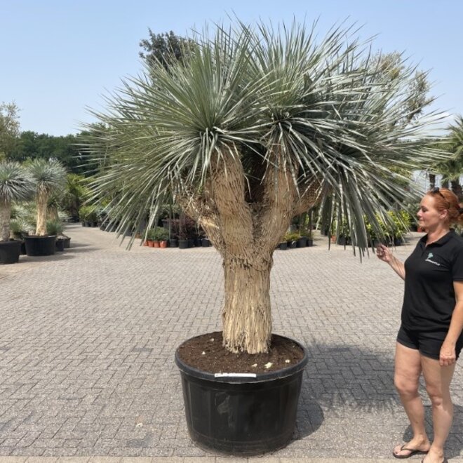 Yucca rostrata exclusief Multihead 260