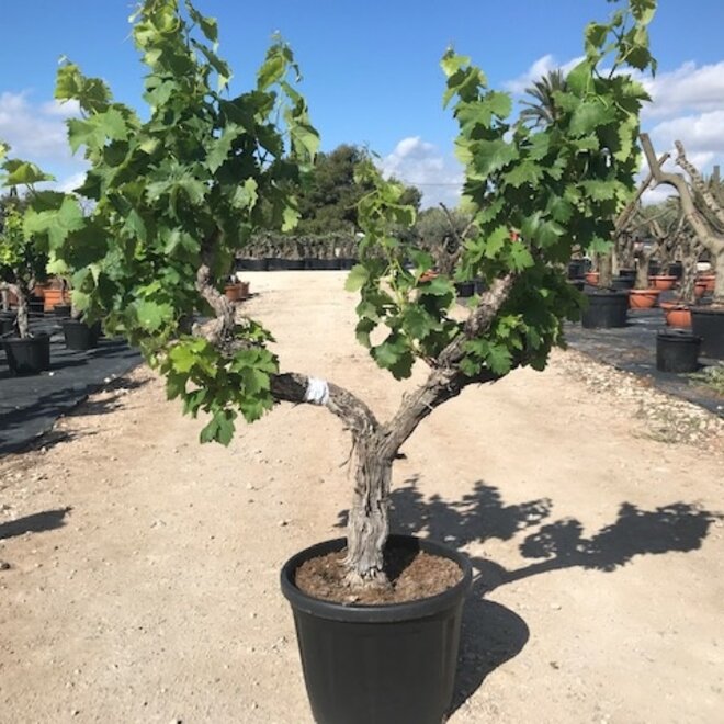Druivenrank (Vitis vinifera) 15/20 cm stamomtrek halfstam