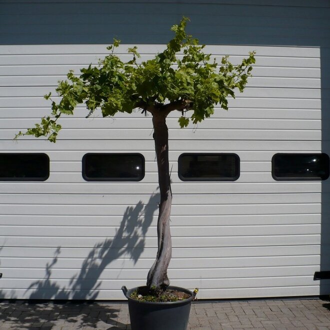 Druivenrank (Vitis vinifera), 20 á 40 cm stamomtrek hoge oude stam