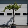 Druivenrank (Vitis vinifera), 20 á 40 cm stamomtrek hoge oude stam