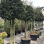 Meerstammige exclusieve steeneik (Quercus ilex)