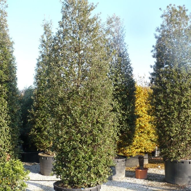 Steeneik zuil (Quercus ilex) 450/500 cm