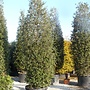 Steeneik zuil (Quercus ilex) 450/500 cm