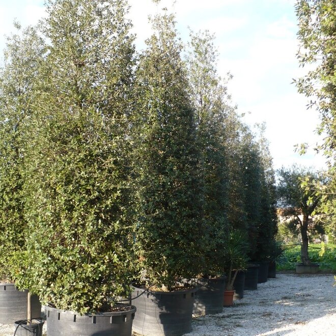 Steeneik zuil (Quercus ilex) 450/500 cm