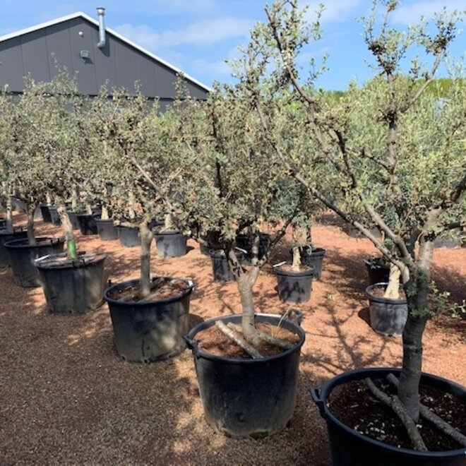 Steeneik (Quercus ilex) 20/25 cm Rotundifolia halfstam