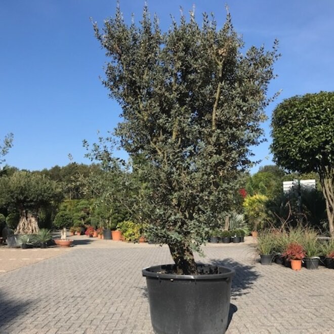 Steeneik (Quercus ilex) 60/80 cm Rotundifolia meerstammig