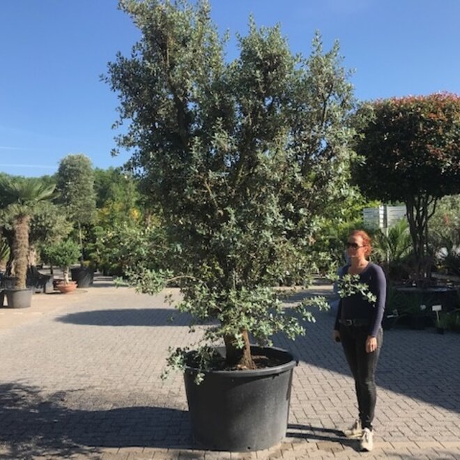 Steeneik (Quercus ilex) 60/80 cm Rotundifolia meerstammig