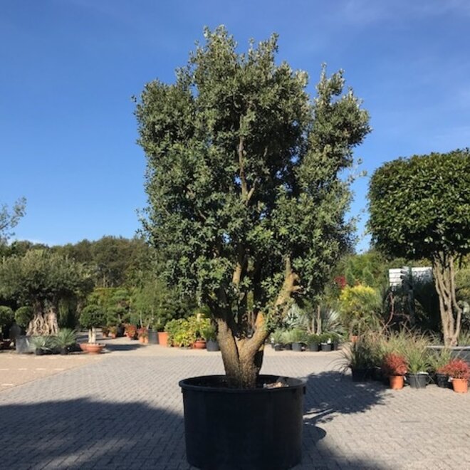 Steeneik (Quercus ilex) 80/100 cm Rotundifolia meerstammig