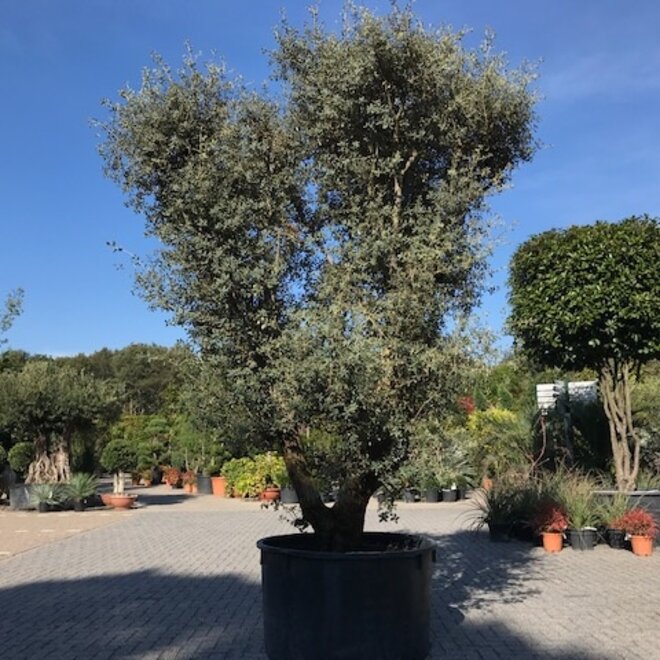 Steeneik (Quercus ilex) 80/100 cm Rotundifolia meerstammig