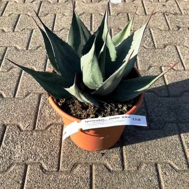 Agave havardiana 20/30 cm diameter