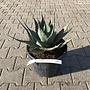 Agave havardiana 30/40 cm diameter
