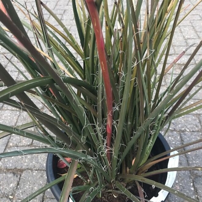 Hesperaloe parviflora