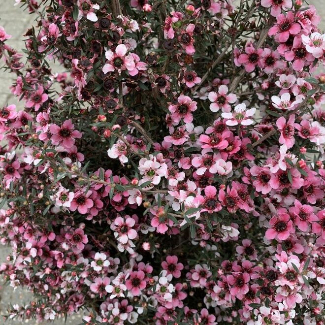 Leptospermum scoparium Pink Queen