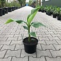 Musa basjoo (Bananenplant)