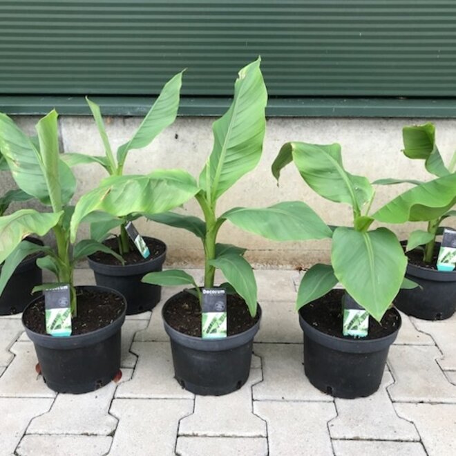 Musa basjoo (Bananenplant)