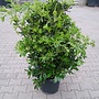 Pittosporum tobira (Kleefzaad)