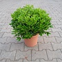 Pittosporum tobira Nanum (Kleefzaad)