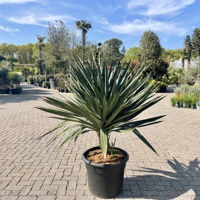 Yucca gloriosa